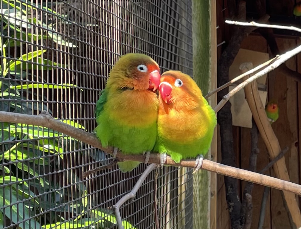 Vogelpark Heiligenkirchen